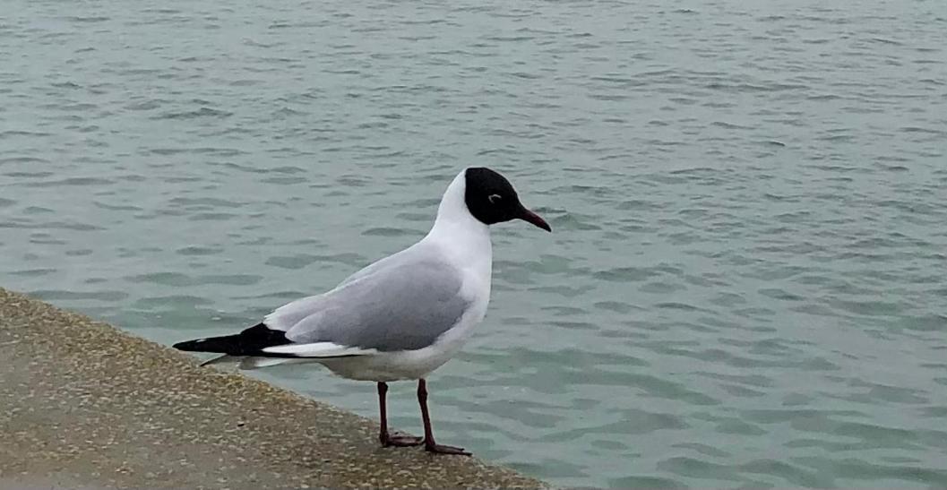 Nuit Insolite Sur Un Voilier Au Coeur De La Rochelle Ла-Рошель Екстер'єр фото